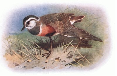 Dotterell by Archibald Thorburn